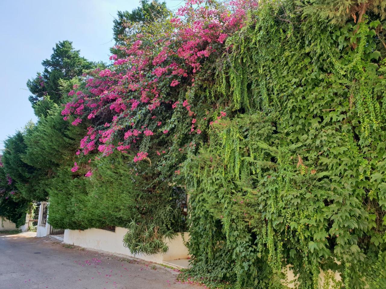 B&B Il Giardino Di Villa Anna Trecase Eksteriør bilde