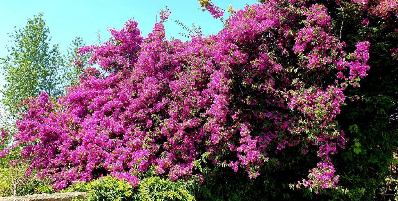 B&B Il Giardino Di Villa Anna Trecase Eksteriør bilde