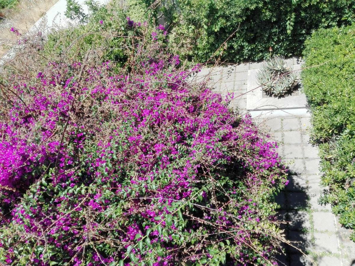 B&B Il Giardino Di Villa Anna Trecase Eksteriør bilde